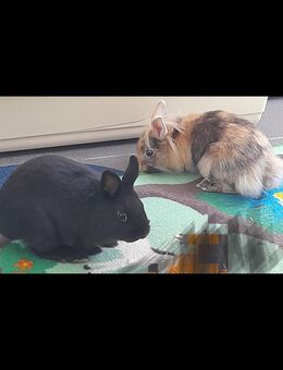 Zwergkaninchen, Löwenköpfchen - Marktoberdorf