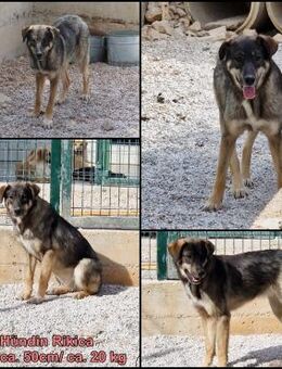 Rikica Mischlingshündin Mischling Hündin - Margetshöchheim