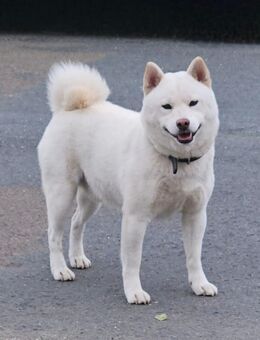 Shibarassmo Welpen - Minden (Nordrhein-Westfalen)