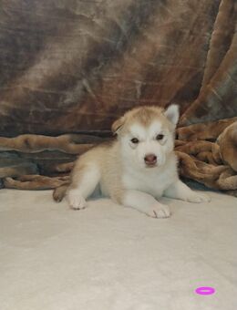 5 reinrassige Siberian Huskywelpen - Wusterhausen (Dosse)