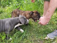 Bulldoggen Mix Welpen - Lübbenau (Spreewald)