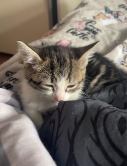 Kitten abzugeben - Mainz