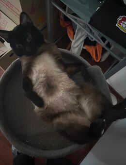 Katzenbabys - Wuppertal
