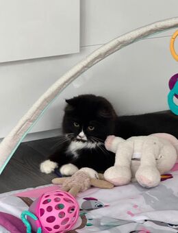 Liebevolle British Langhaar Kitten FLUFFY weiblich abzugeben - Rheda-Wiedenbrück