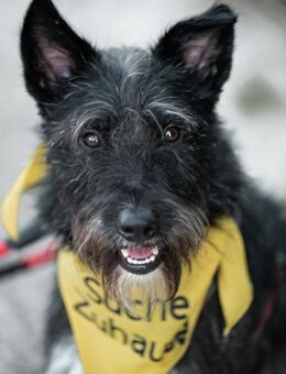 Phoebe sucht ihr Für-Immer-Zuhause! - Schwalmtal (Nordrhein-Westfalen)