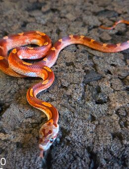 Blood Motley Pied, Blood Pied - Schwelm