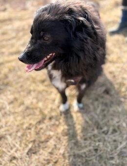 Anja - ganz lieb, menschenbezogen - Blankenheim (Nordrhein-Westfalen)