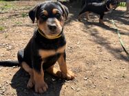 Dobermann - Schäfer-Husky Mischlinge - Vohenstrauß Altenstadt