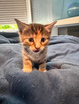 Süße babykatzen - Hechingen