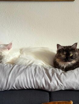 Kater und Katze schweren Herzens abzugeben - Sankt Ingbert Zentrum