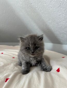 Britisch langhaar kitten - Bremen