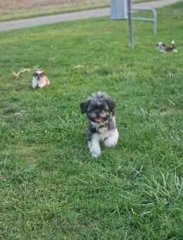 SHIH-TZU WELPEN suchen neues Zuhause - Barsinghausen