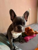 Französische Bulldogge abzugeben in 06800