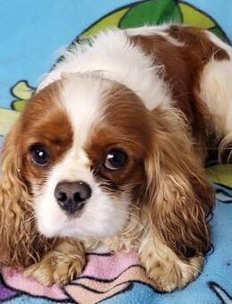 Palmer # - Wolfhagen