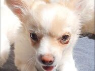 Zuckersüßer Chihuahua-Welpe sucht sein eigenes Körbchen - Marienheide