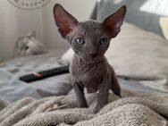 Canadian Sphynx Kitten Babys mit Stammbaum - Laupheim