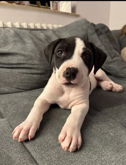 Hundewelpe chabo sucht dringend ein neues Zuhause - Kiel Neumühlen-Dietrichsdorf