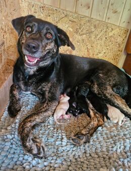 Süße Hunde Welpen - Wolpertswende
