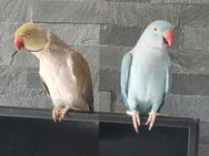 Halsbandsittich Pärchen - Schwalmtal (Nordrhein-Westfalen)