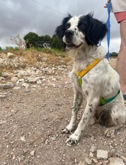 Lola, ca. 30cm, liebe Familie gesucht... - Grimburg