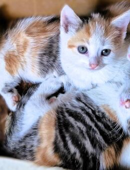 Glücks-Kätzchen suchen ein liebevolles ZUHAUSE - Eisleben (Lutherstadt)