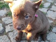 Welpen Labrador-Schäferhund-Mix in liebevolle Hände abzugeben - Wetterzeube