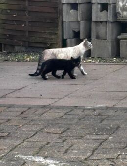 BKH kitten - Windeck