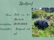 Kleine Münsterländer x Steirische Bracke Welpen abzugeben - Ehra-Lessien