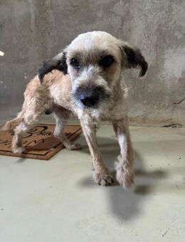 BAILEY - menschenbezogener Rüde - Kallmünz
