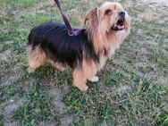 Lieber Yorkie Shaggy sucht seine Mensch - Mannheim