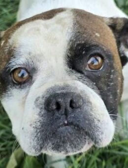 Moris - ruhiger Vertreter - Süderbrarup