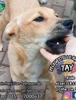 TAY - hat noch 5 Geschwister - Waakirchen