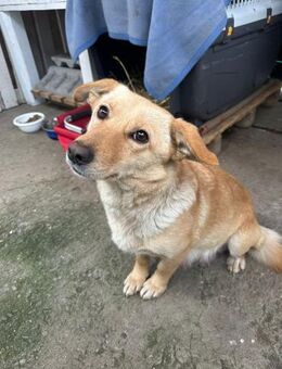 Kleine Hündin Jenny - Rambin