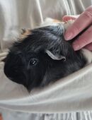 Meerschweinchen 1,5 jahre Jung Cookie in 58762