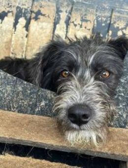 Siggi ist ein Ruhepol 🐾 - Elsdorf (Nordrhein-Westfalen)