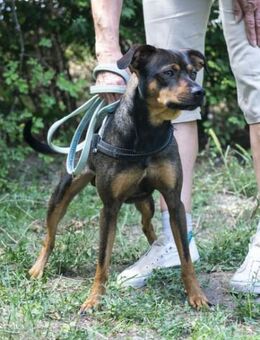 Fido SI Ein aktiver Hund - Neustadt (Rübenberge)