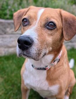 Lucero ist ein toller Familienbegleiter - Laatzen