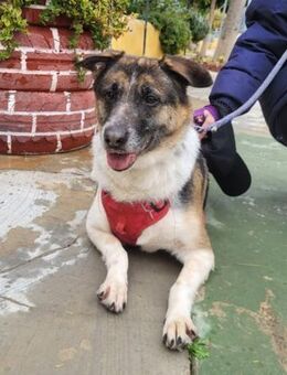 Radler wurde in die Perrera abgeschoben - Laatzen