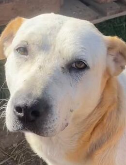 Ikarus, geb. ca. 04/2019, Griechenland - Euskirchen