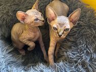 Sphynx Kitten - Plattling