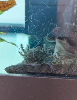 Junge Axolotl (Wildlinge) - Goosefeld