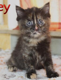 Weibliches Maine-Coon-Mix Geschwisterpaar abzugeben - Heilbronn