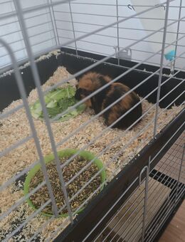 Wir haben zwei Meerschweinchen abzugeben - Premnitz