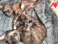 3 Katzenbabys abzugeben - Püttlingen