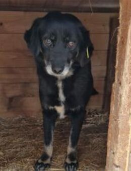 Madita - Pflegestelle oder Zuhause gesuc - Oberwies