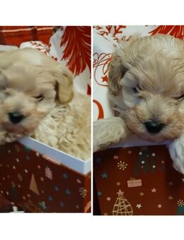 Das Familienglück auf lockigen Pfötchen , 2 reinrassige Zwerg- Pudelbabys möchten Euer Herz erobern - Sontra Zentrum