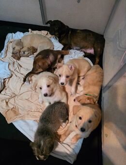 Mischlingswelpen suchen zuhause 🥰 - Wustrow (Wendland)