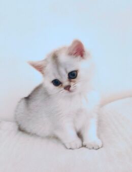 BKH Katze weiss 3 Monate - Bielefeld Brackwede