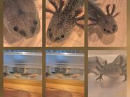 Axolotl Jungtiere - Hamburg