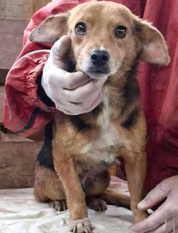 Hanni - tapfere Seele auf der Suche nach - Koblenz